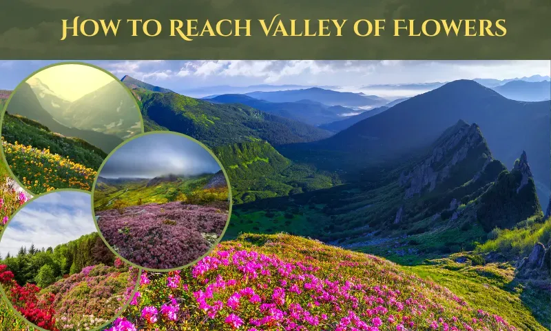 How To Reach Valley Of Flowers: By Bus, Train, & Air Guide 2026